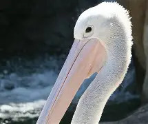 赛前新奥尔良鹈鹕调整名单以备法国杯，状态回暖环节打磨，底气十足，心理建设被强调